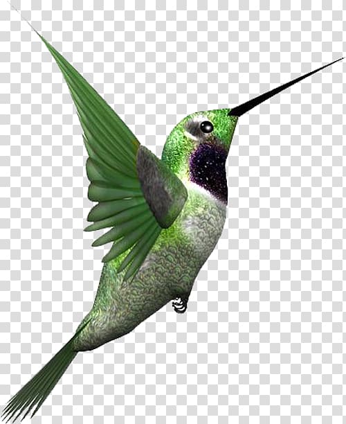 Bird , A flying bird transparent background PNG clipart