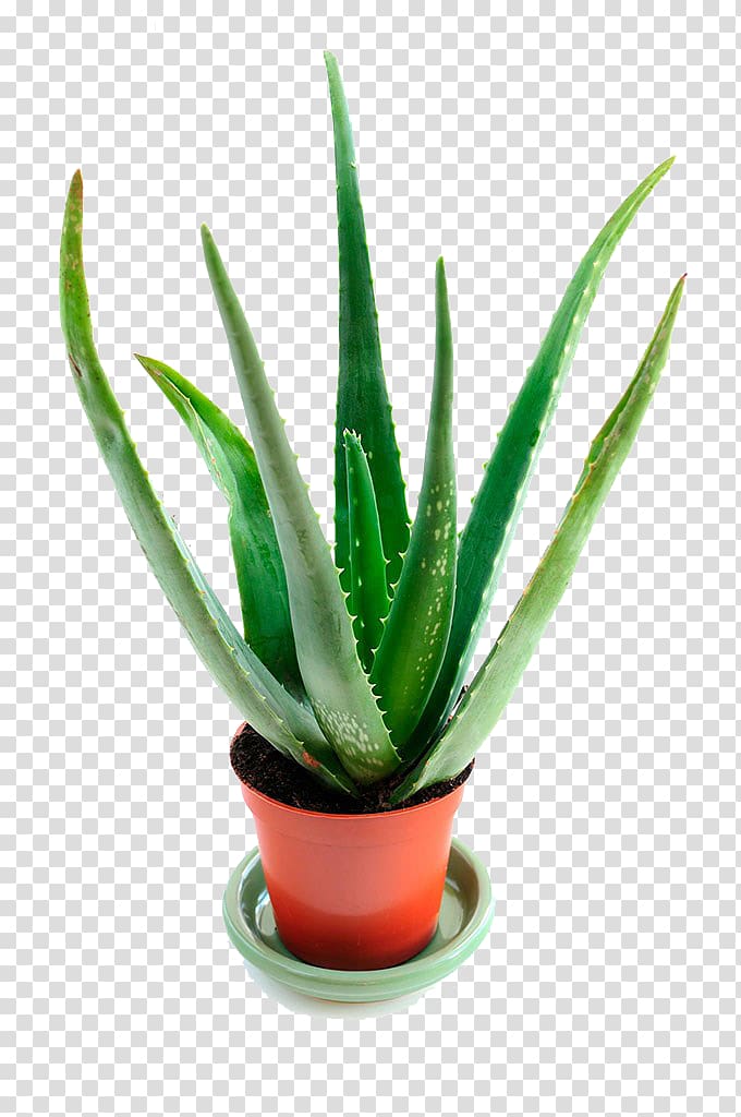green Aloe vera plant and red plastic pot, Aloe vera Houseplant Succulent plant, Aloe vera potted transparent background PNG clipart