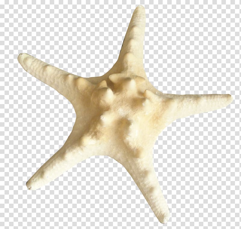 Starfish Insect Echinoderm , starfish transparent background PNG clipart