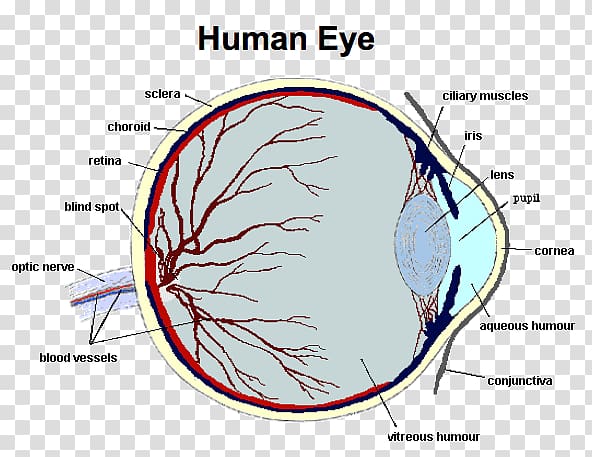 Human eye Function Human body Anatomy, Eye transparent background PNG clipart