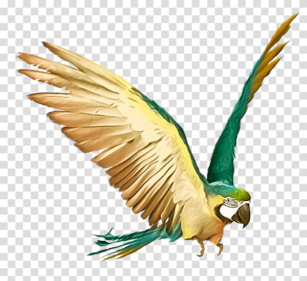 Parrot Budgerigar Bird Macaw, Flying parrot transparent background PNG clipart
