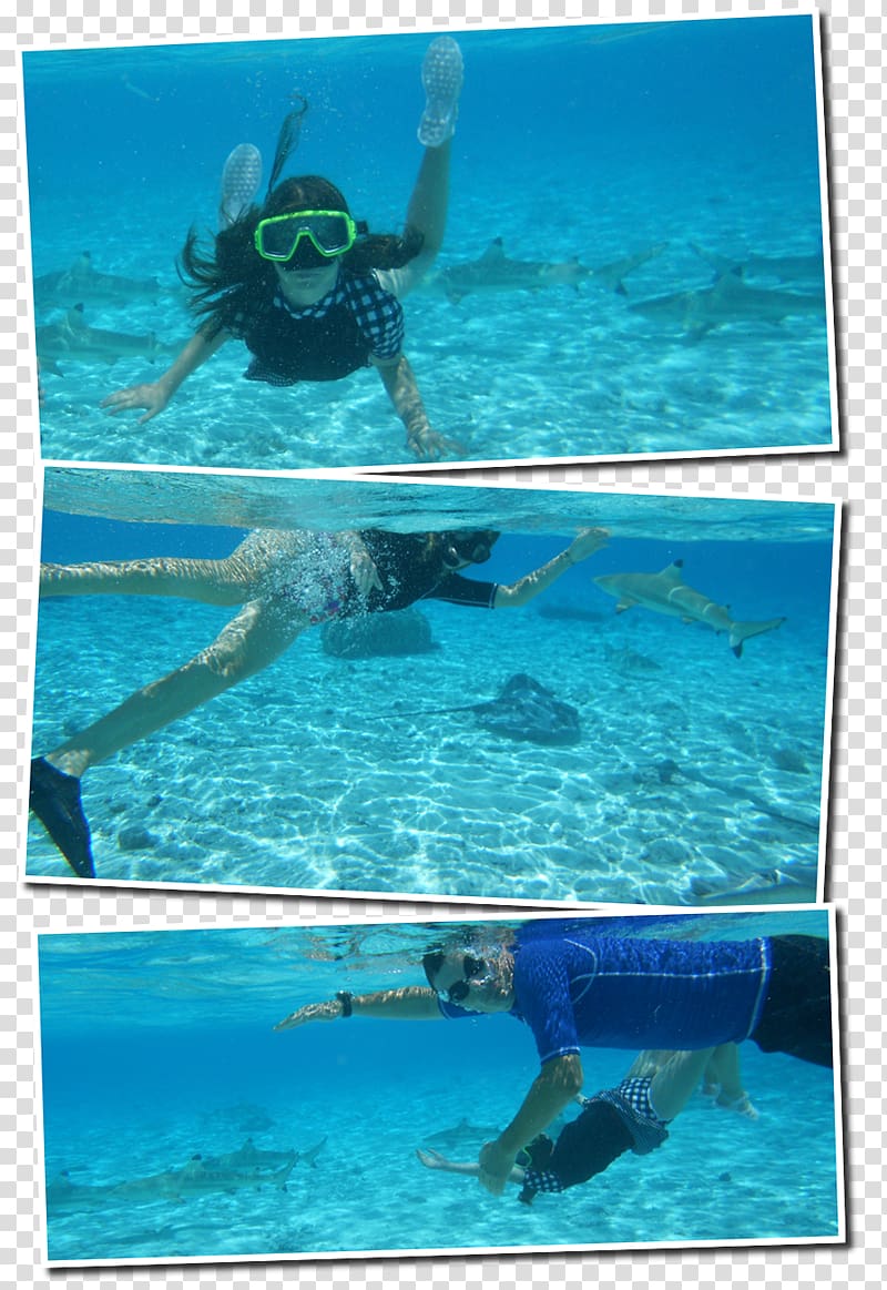 Snorkeling Marine mammal Sea Marine biology Swimming pool, sea transparent background PNG clipart