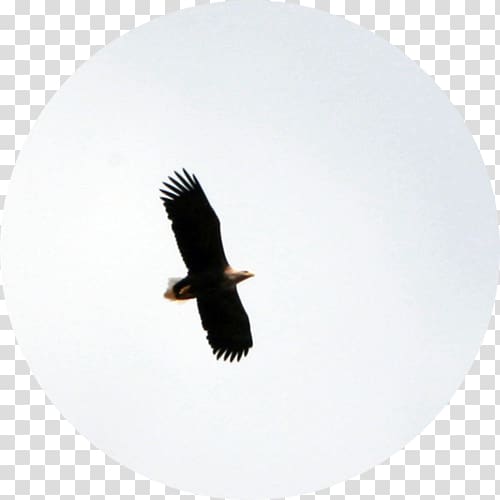 Bald eagle Fauna Vulture Beak, Orn transparent background PNG clipart