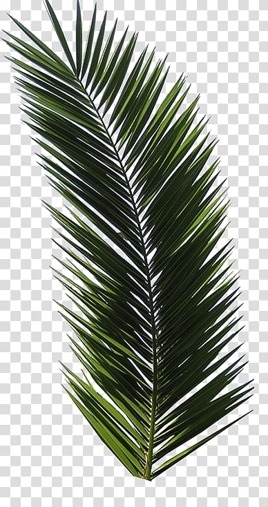 green palm leaves, Printed T-shirt Tropical Design Tropics, green palm leaves transparent background PNG clipart