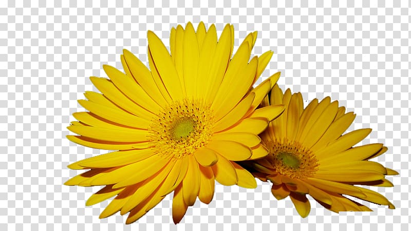 yellow daisy transparent background PNG clipart