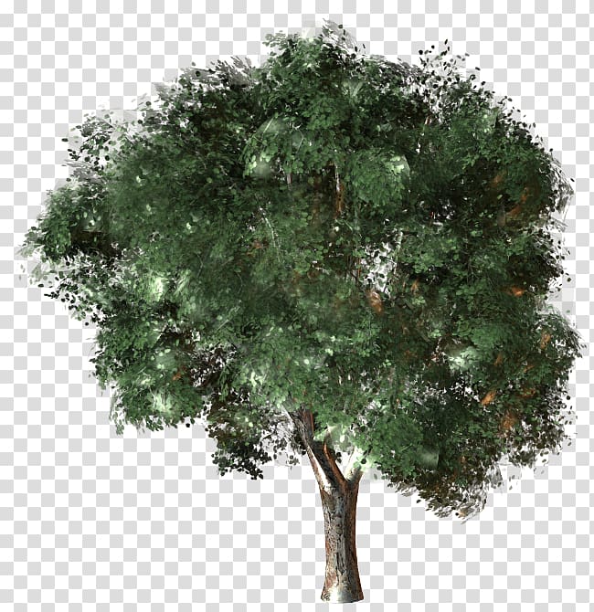 Autodesk 3ds Max 3D computer graphics Cinema 4D American sycamore Sycamore maple, tree transparent background PNG clipart