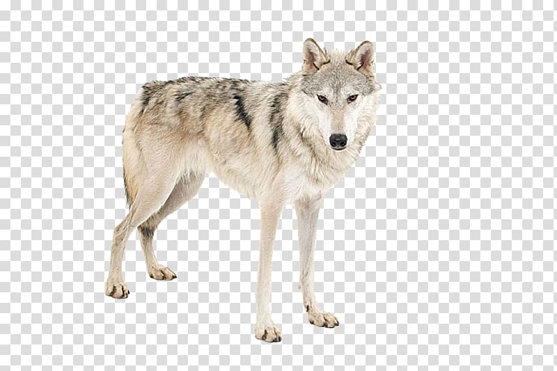 African wild dog Arctic wolf Tiger Lion, Wolf material transparent background PNG clipart