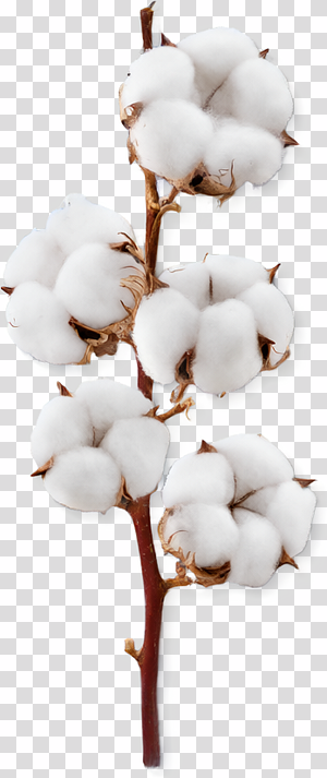 Cotton Plant Branch with Bolls transparent background PNG clipart thumbnail