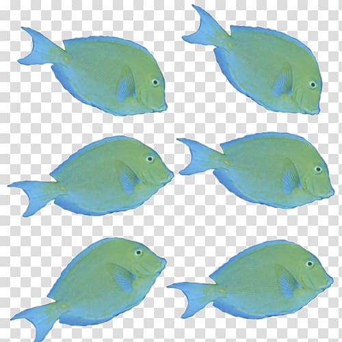 Marine biology Marine mammal Coral reef fish Fauna, 2d transparent background PNG clipart