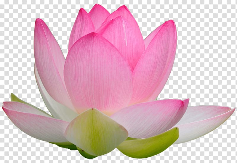 Falun Gong Nelumbo nucifera Consciousness Truth Awareness, lotus transparent background PNG clipart