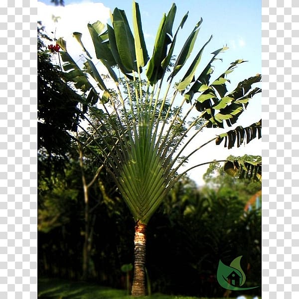 Asian palmyra palm Ravenala madagascariensis Arecaceae Tree Sabal Palm, tree transparent background PNG clipart