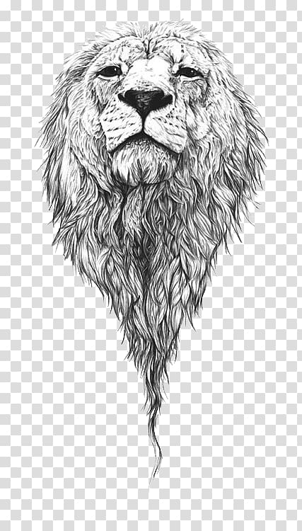 Lion Drawing Art Sketch, lion transparent background PNG clipart