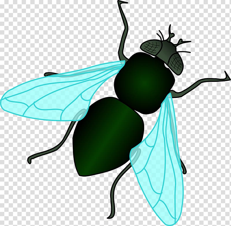 Housefly Insect , Green flies transparent background PNG clipart