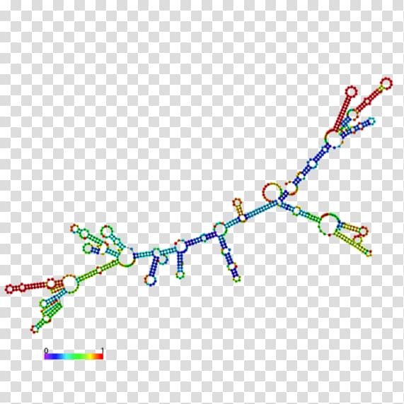 messenger-rna-base-pair-transfer-rna-post-transcriptional-modification