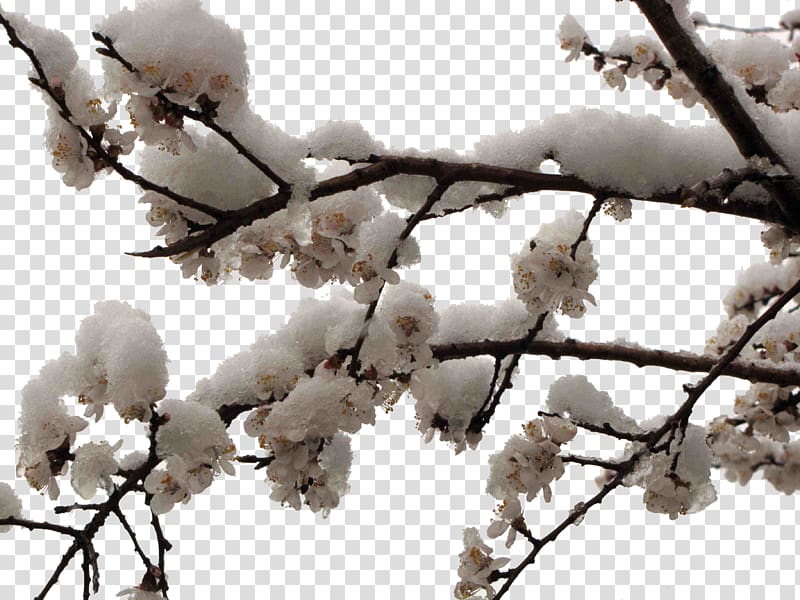 Plum Apricot Cherry blossom, Snow white apricot transparent background PNG clipart