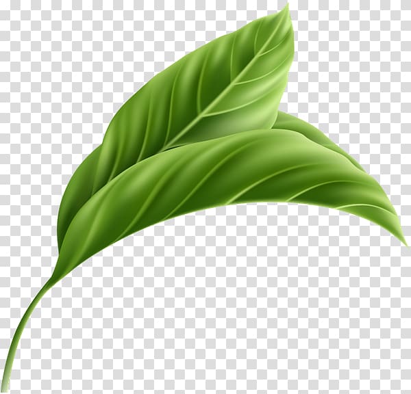 Leaf Plant stem, Leaf transparent background PNG clipart