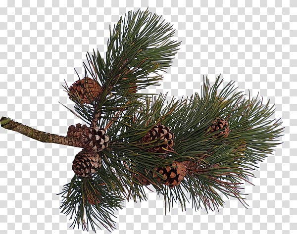 Pine Spruce Conifer cone Fir, Needle transparent background PNG clipart