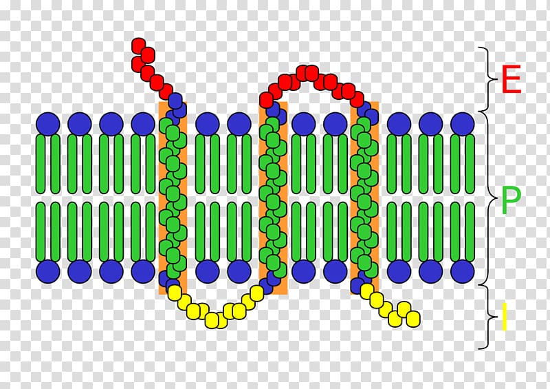 Cell surface receptor Transmembrane protein Integral membrane protein, others transparent background PNG clipart