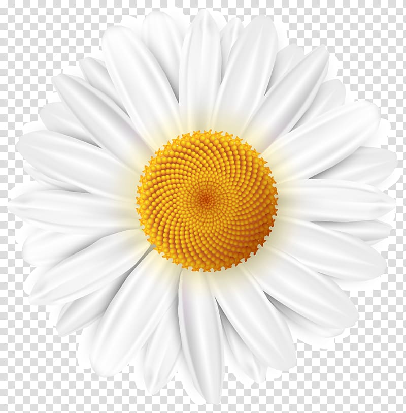 Common daisy Desktop , chamomile transparent background PNG clipart