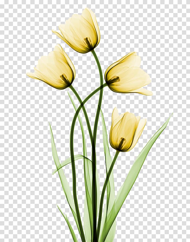 tulip transparent background PNG clipart