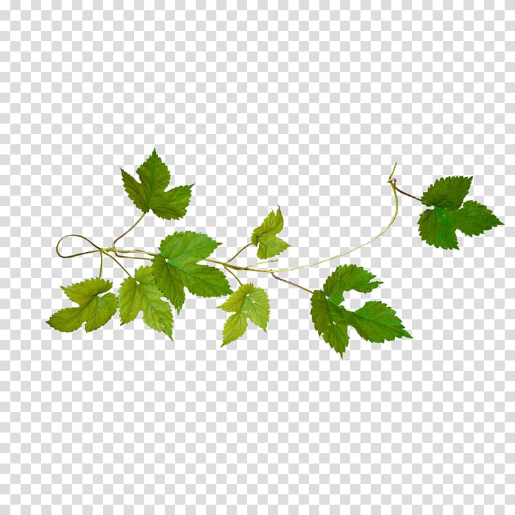 Vine Green , others transparent background PNG clipart