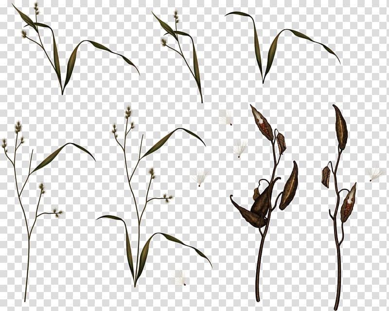 Plant stem IFolder Drawing , grass transparent background PNG clipart