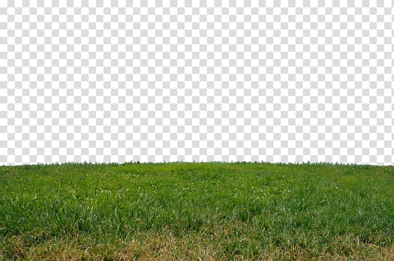 Lawn Meadow Grasses Angle Pattern, Grass transparent background PNG clipart