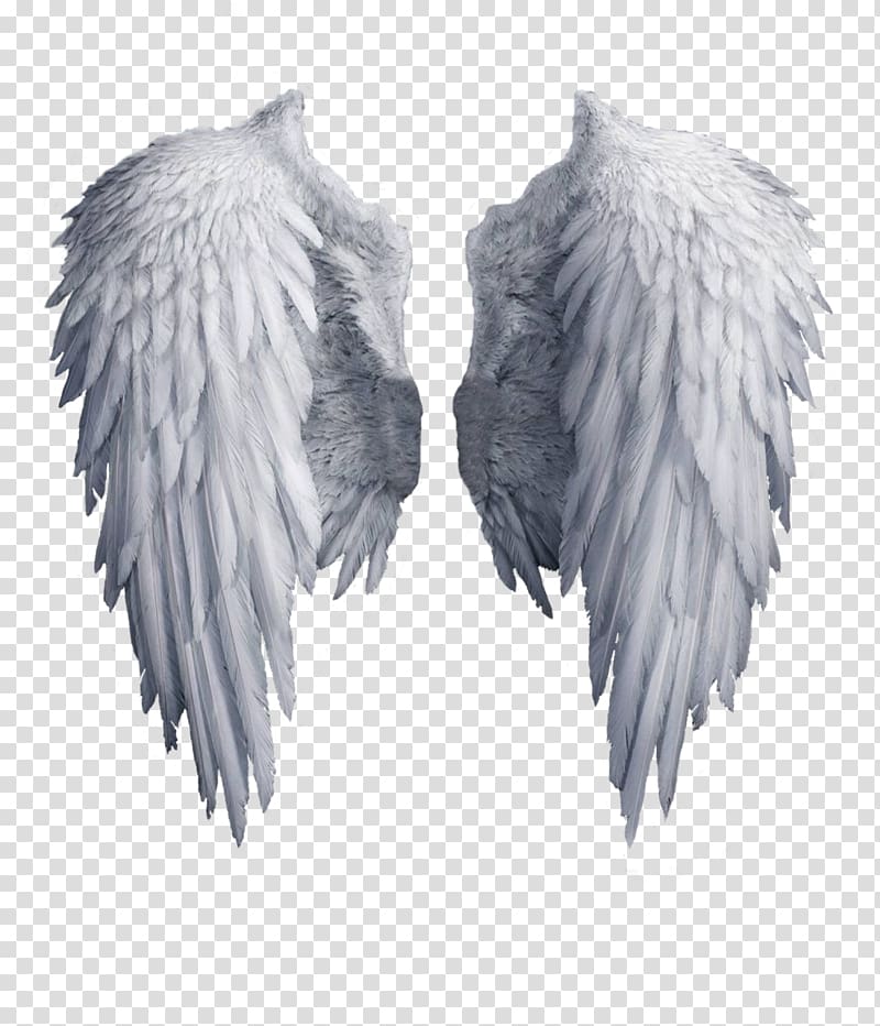 Archangel wing, Angel Wing , White angel wings transparent background PNG  clipart | HiClipart