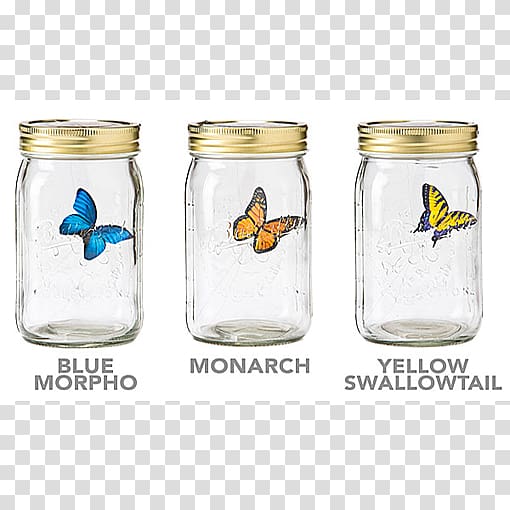 Butterfly Jar Gadget Morpho Insect, butterfly transparent background PNG clipart