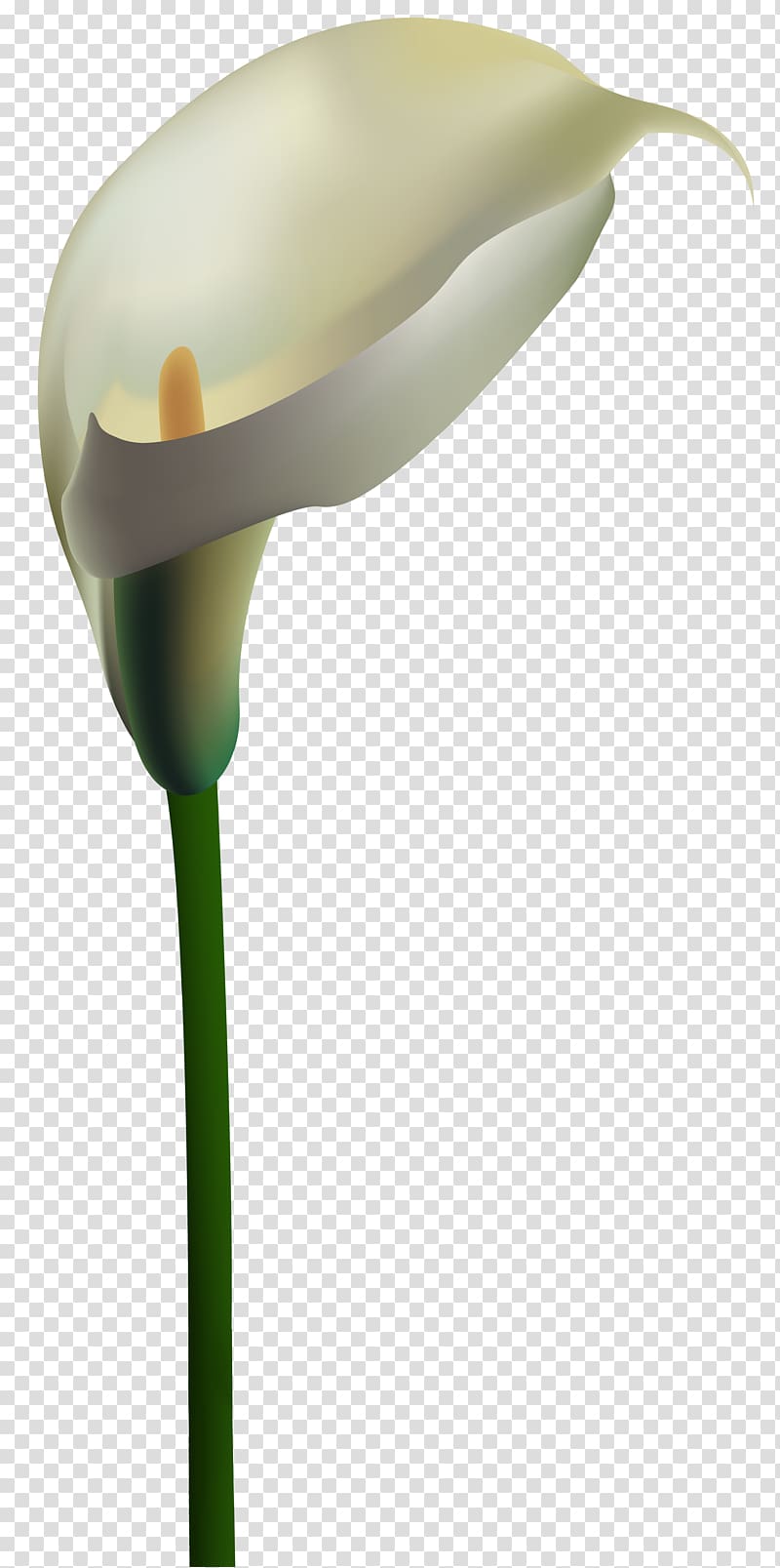 Lilium , callalily transparent background PNG clipart