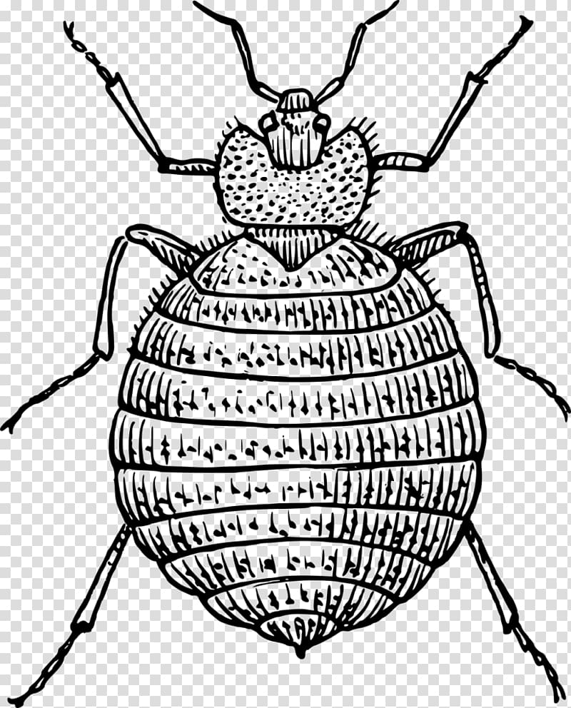 Insect Bed bug bite Drawing, insect transparent background PNG clipart