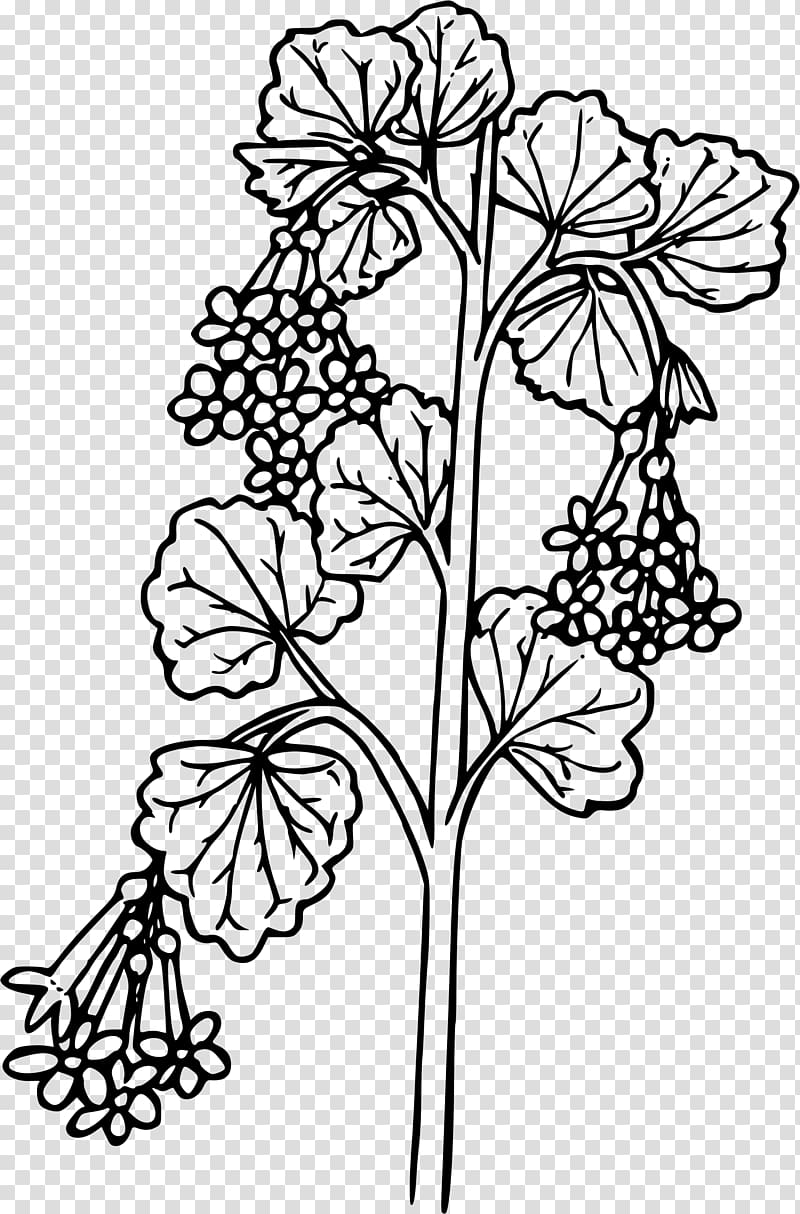 Currant Coloring book Ribes cereum, flower transparent background PNG clipart