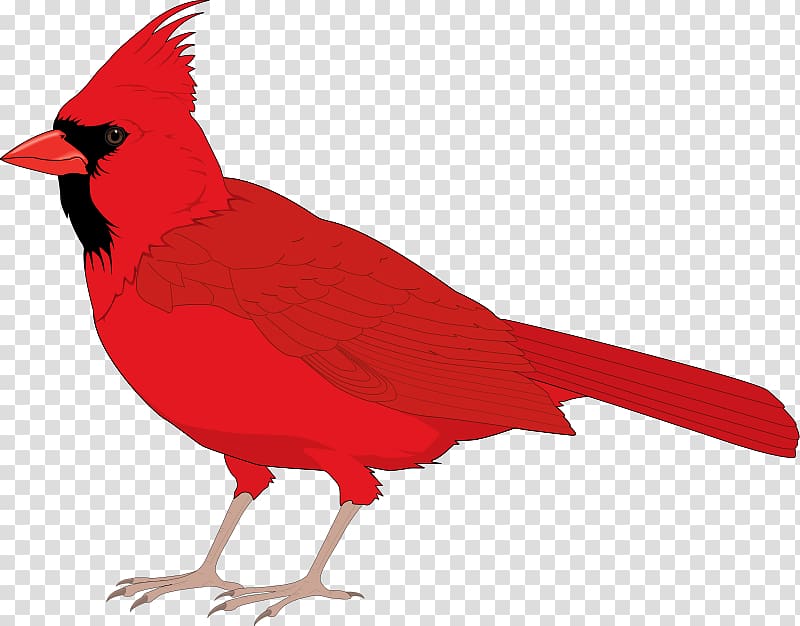 Northern cardinal St. Louis Cardinals , Free Bird transparent background PNG clipart