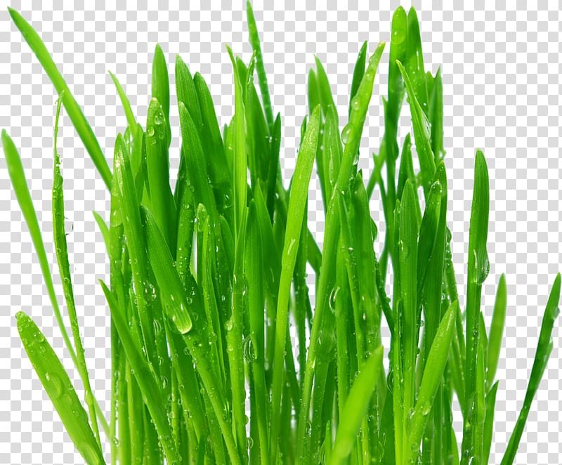 Wheatgrass Juice Common wheat Extract Food, grass transparent background PNG clipart