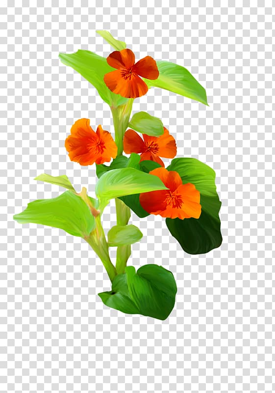 Flower Euclidean , A plant transparent background PNG clipart