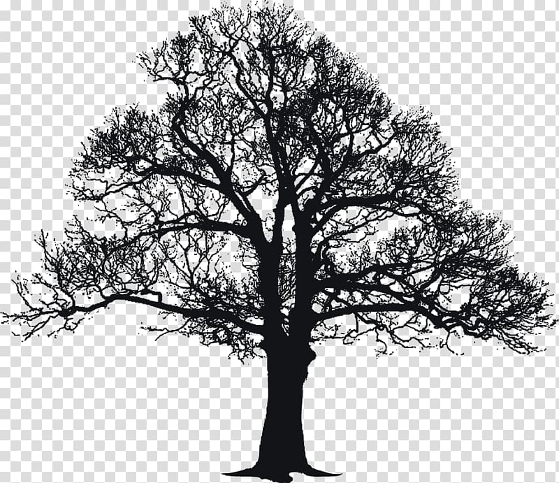 tree canopy black european pattern transparent background PNG clipart