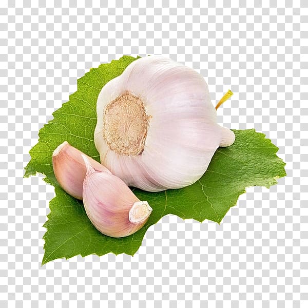 Garlic Vegetable, a head of garlic transparent background PNG clipart