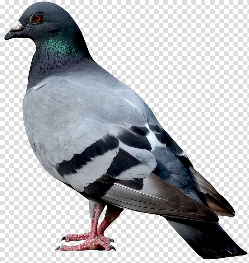 Bird Columbidae, Bird transparent background PNG clipart