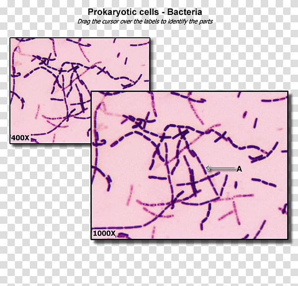 Bacterial cell structure Prokaryote Cytoplasm, Organelle transparent background PNG clipart