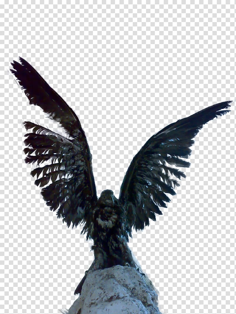 Bald Eagle Philippine Eagle, eagle transparent background PNG clipart