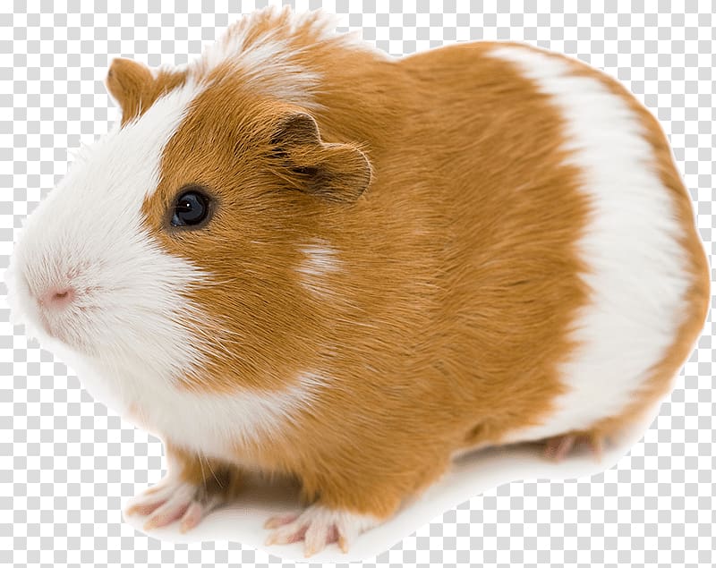 brown and white guinea pig, Abyssinian guinea pig Pocket pet, guinea pig transparent background PNG clipart