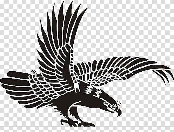 Bird Eagle, eagle transparent background PNG clipart
