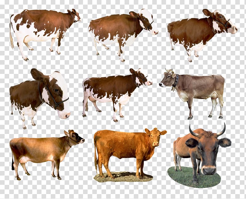 Dairy cattle Taurine cattle Calf Ox Pasture, sad Cow transparent background PNG clipart