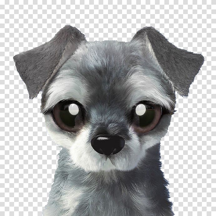 Chihuahua Chien-gris Puppy Dog breed Toy dog, Grey Puppy transparent background PNG clipart