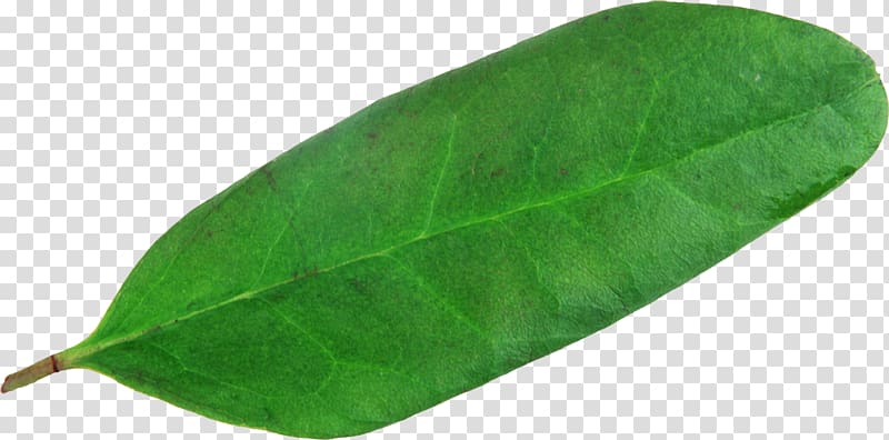 Plant pathology Green Leaf, Leaf transparent background PNG clipart