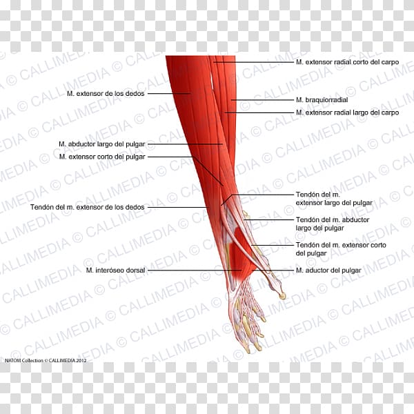 Finger Muscle Forearm Hand Upper limb, hand transparent background PNG clipart