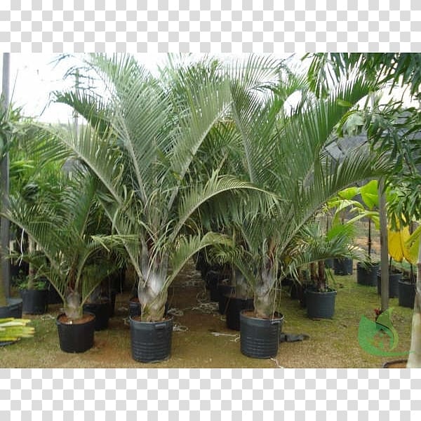 Babassu Dypsis decaryi Tree Oil palms, tree transparent background PNG clipart