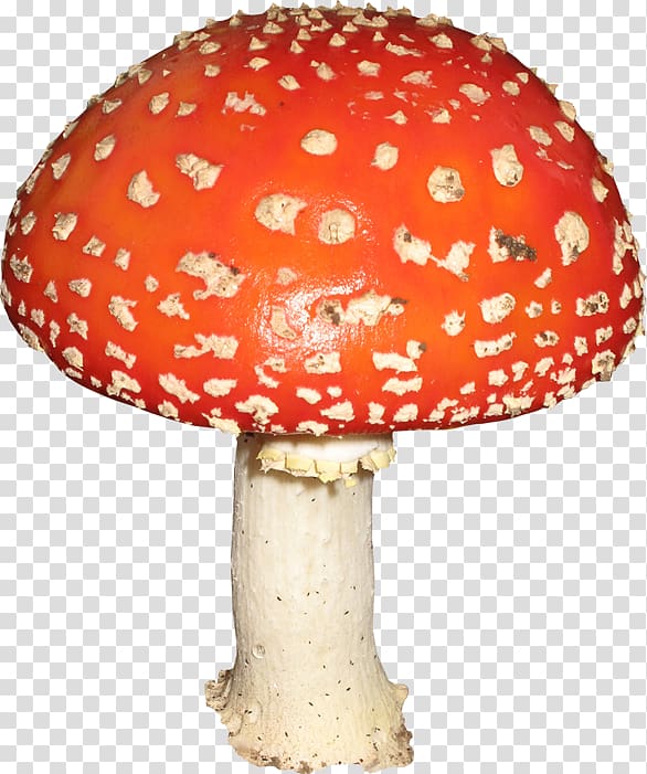 Mushroom Amanita , mushroom transparent background PNG clipart