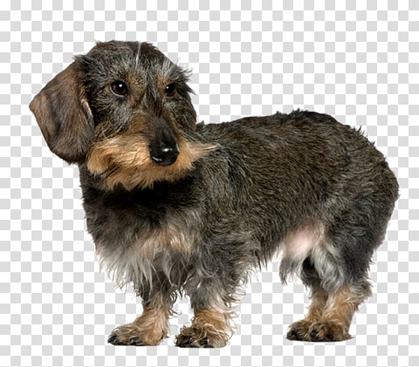 Dachshund German Wirehaired Pointer Wire Hair Fox Terrier Yorkshire Terrier Chinese Crested Dog, puppy transparent background PNG clipart