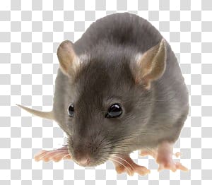 Rat, mouse transparent background PNG clipart